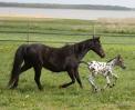 mordskerl-at-little-uncle-2