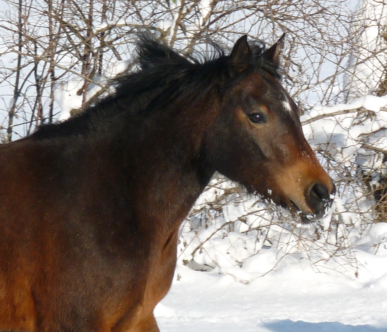 2013-sally-schnee.jpg