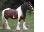 Irish Cob/ Tinker - 